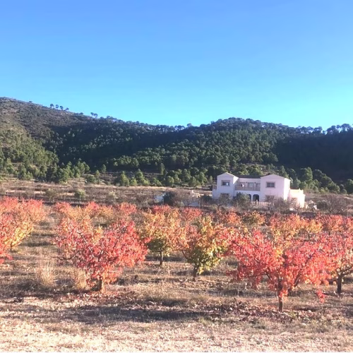 6 Bedrooms Country Villa with Pool, Courtyard, Outside BBQ/Kitchen and Guest House_ENCEBRAS_PINOSO