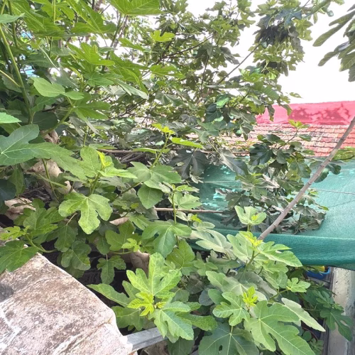 3 Bedrooms Terraced Village House with Courtyard and Solarium_BENEJUZAR